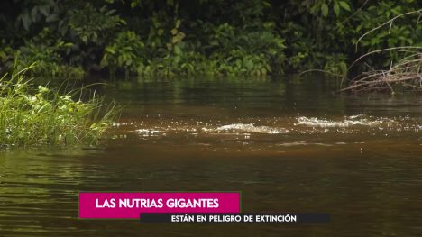 Parque Nacional Yasuní, el tesoro de Ecuador