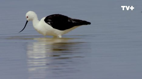 Alas | Aves Andinas