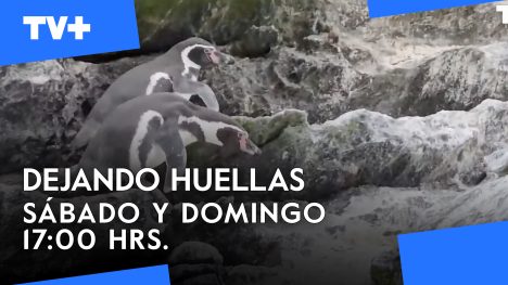 Dejando Huellas | 11 de Mayo de 2025
