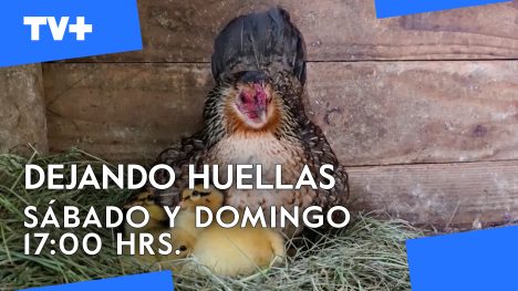 Dejando Huellas | 20 de Abril de 2025