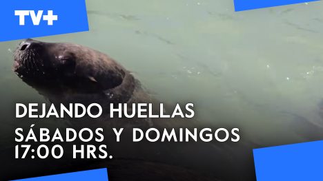 Dejando Huellas | 04 de Mayo de 2025