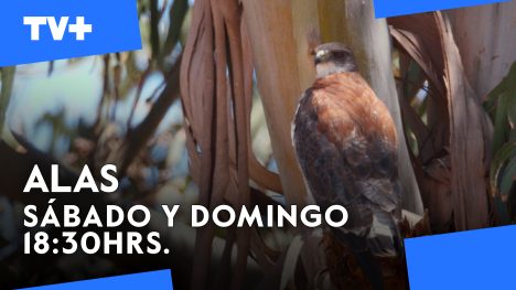 Alas | 04 de Mayo de 2025