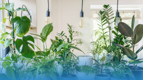 ¡Tu jungla personal comienza aquí! Las 12 plantas perfectas para principiantes que te robarán el corazón