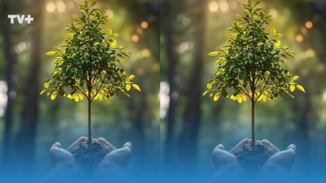 Día del Árbol en Chile: su impacto ambiental y especies en peligro