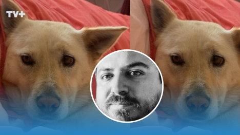 Lucía, la perrita extraviada tras el fallecimiento de su dueño