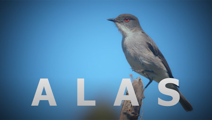 Alas