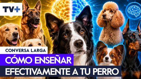 Dr. Enzo responde: ¿Hay perros más inteligentes que otros?