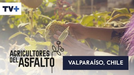 Agricultores del Asfalto | Valparaíso