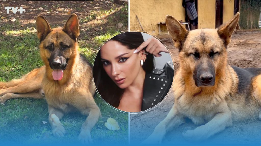 Kel Calderón denuncia brutal envenenamiento de su perro y ofrece millonaria recompensa para encontrar a los responsables